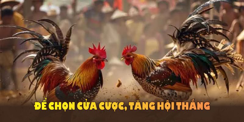 Tìm hiểu luật đá gà chi tiết để chọn cửa cược, tăng hội thắng